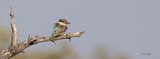 Striped Kingfisher